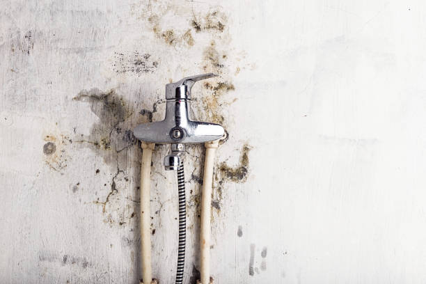Best Mold Inspection  in Auburn, IN