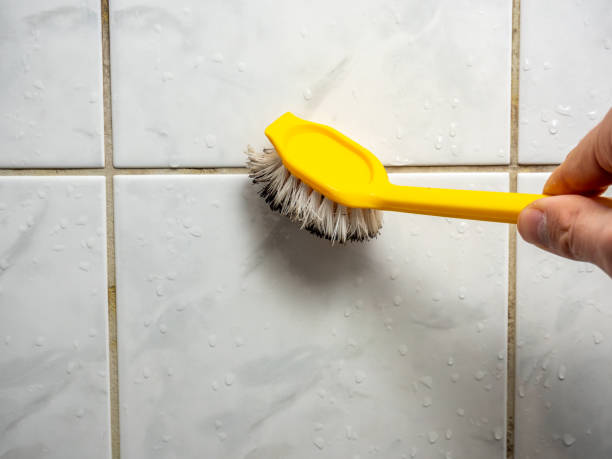 Best Commercial Mold Removal  in Auburn, IN