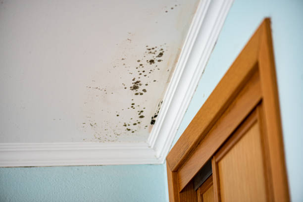 Best Home Mold Removal  in Auburn, IN