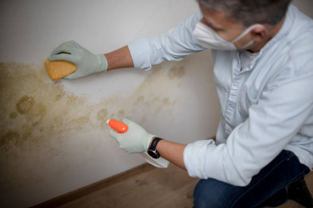 Best Attic Mold Removal  in Auburn, IN