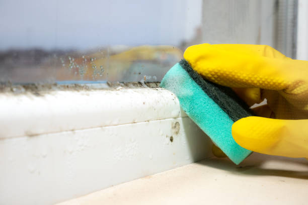 Home Mold Removal in Auburn, IN