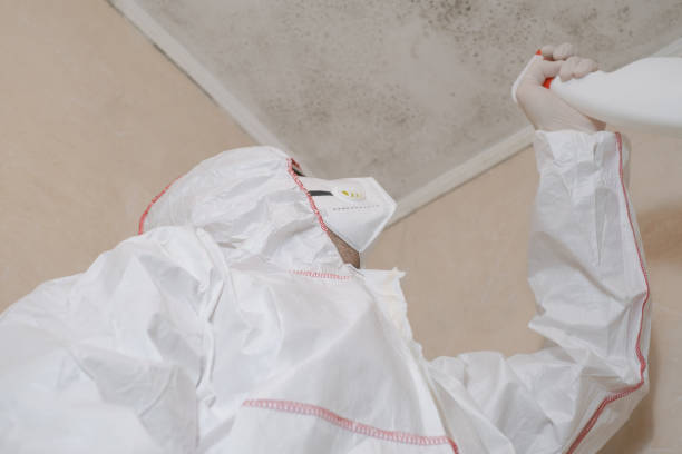 Professional Mold Removal in Auburn, IN