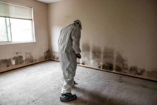 Office Mold Removal Services in Auburn, IN