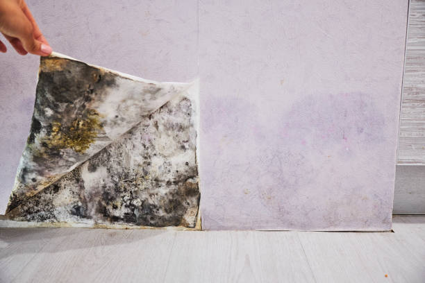 Best Best Mold Removal Companies  in Auburn, IN